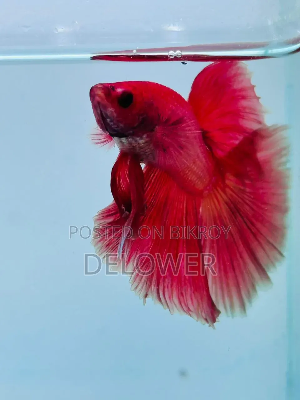 60 Pcs Halfmoon Betta Fish For Sale