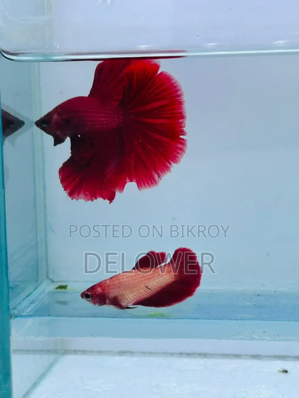 60 Pcs Halfmoon Betta Fish For Sale