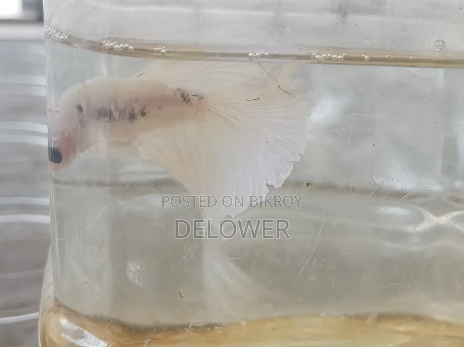 60 Pcs Halfmoon Betta Fish For Sale