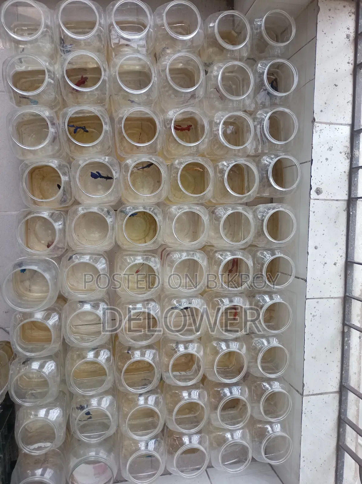 60 Pcs Halfmoon Betta Fish For Sale