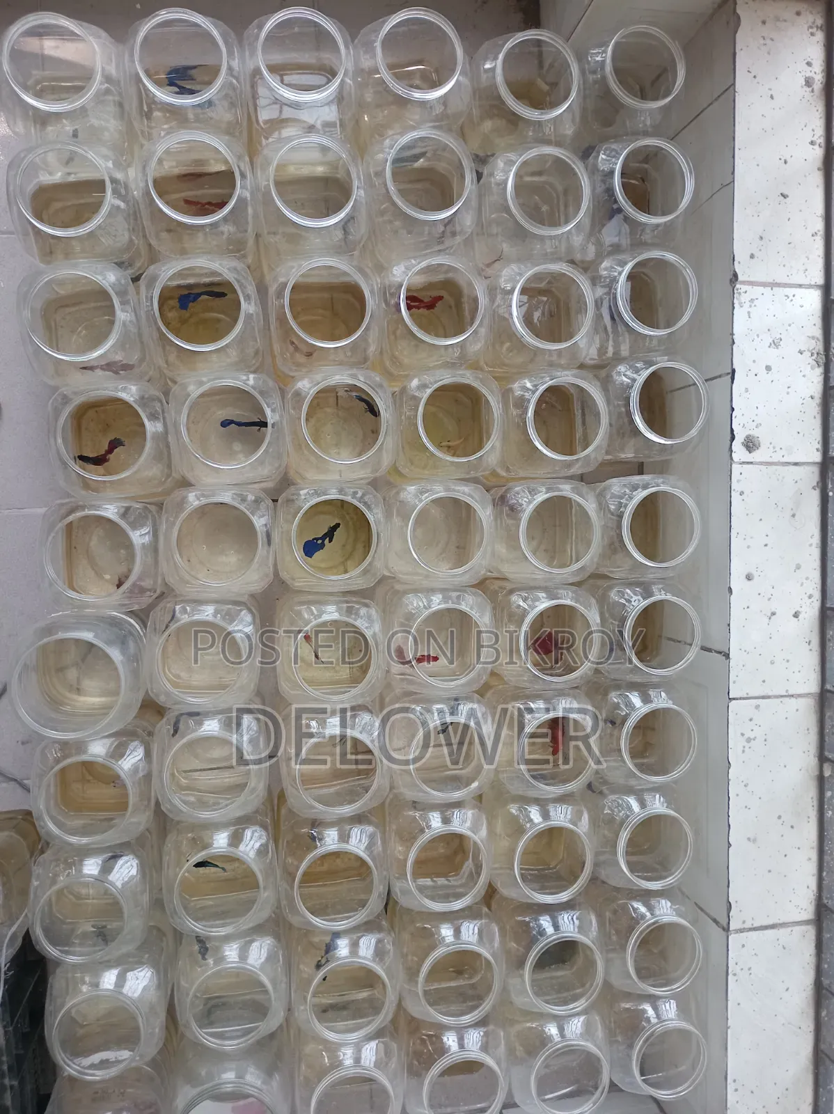 60 Pcs Halfmoon Betta Fish For Sale