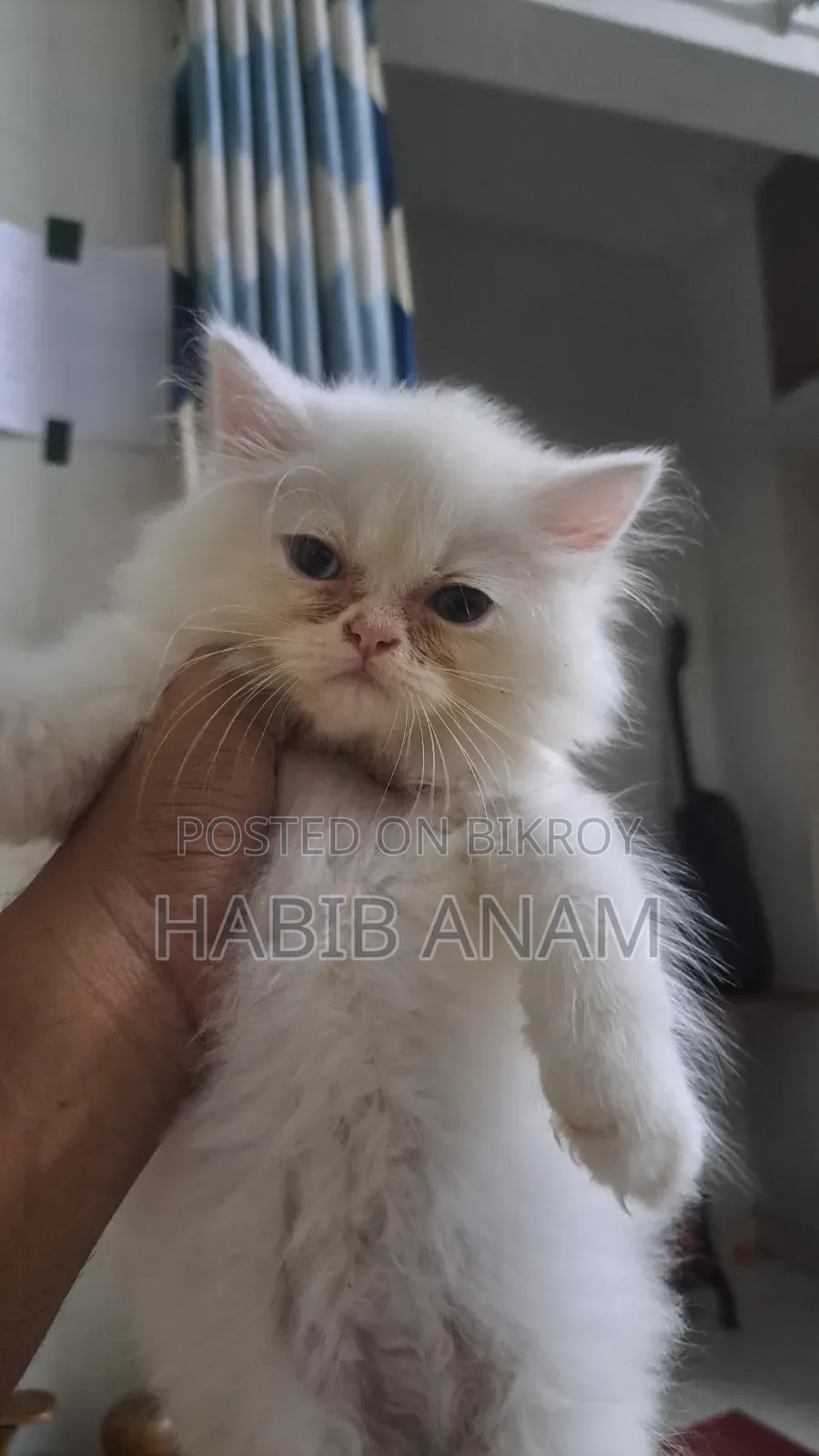1-3 Months Female Purebred Persian