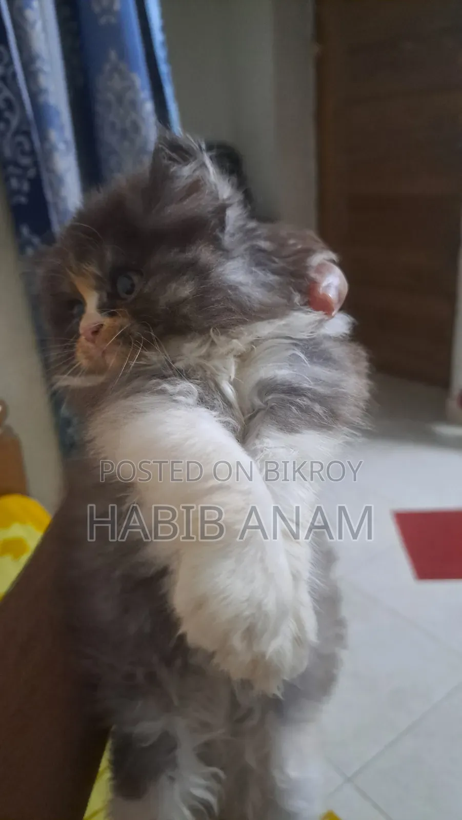 1-3 Months Female Purebred Persian