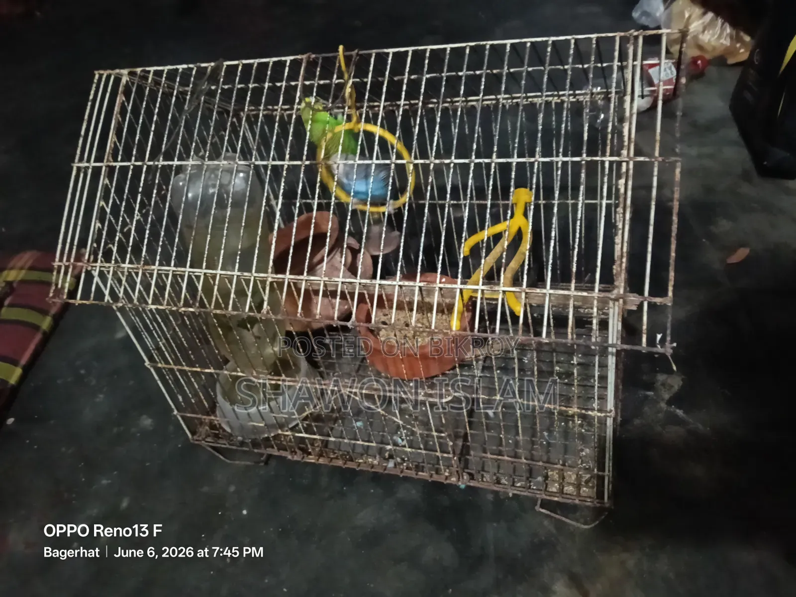 Bird for sale with cage