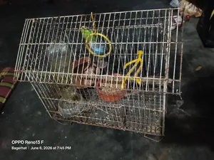 Bird for sale with cage