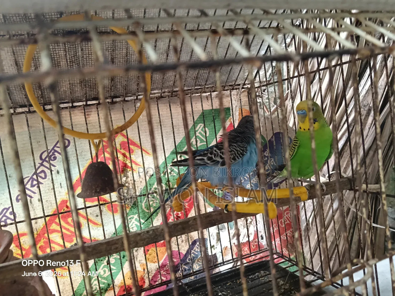 Bird for sale with cage