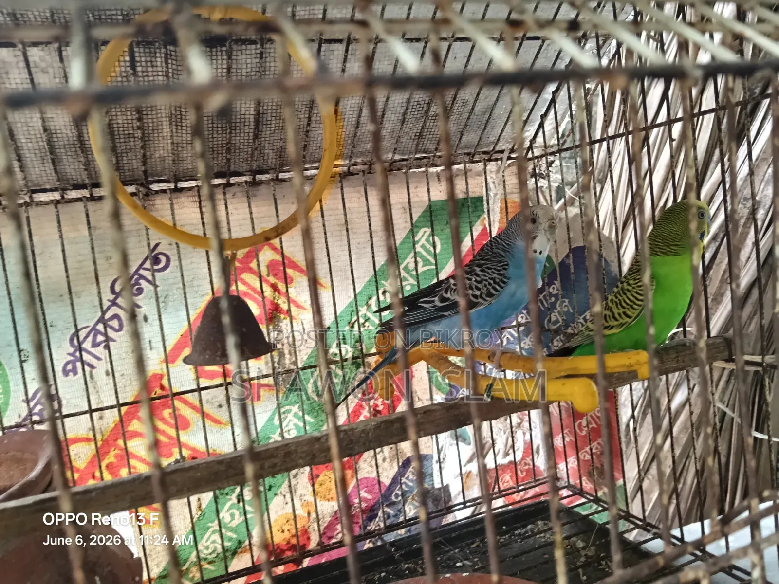 Bird for sale with cage