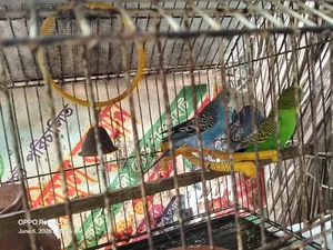 Bird for sale with cage