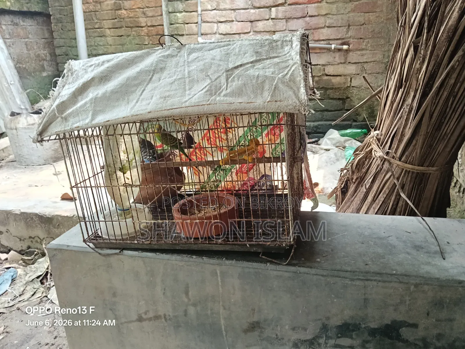 Bird for sale with cage
