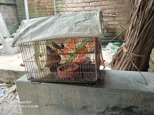 Bird for sale with cage