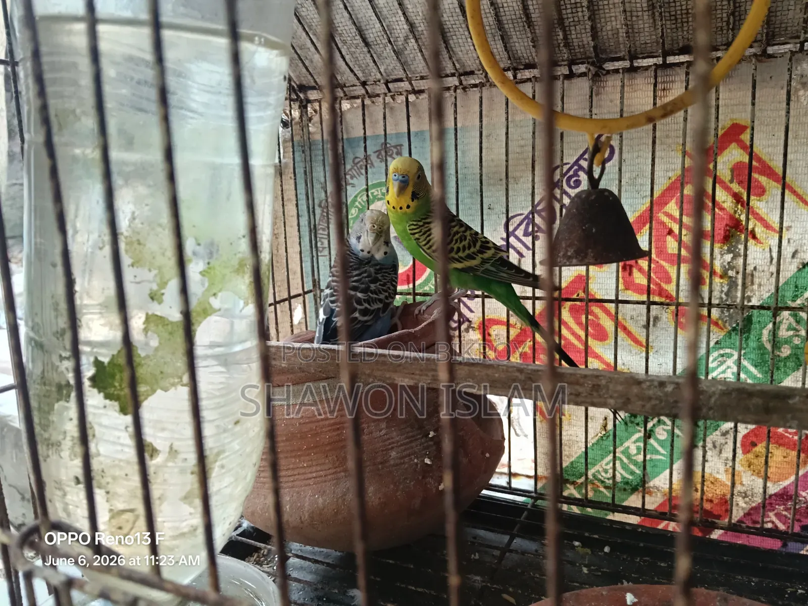 Bird for sale with cage