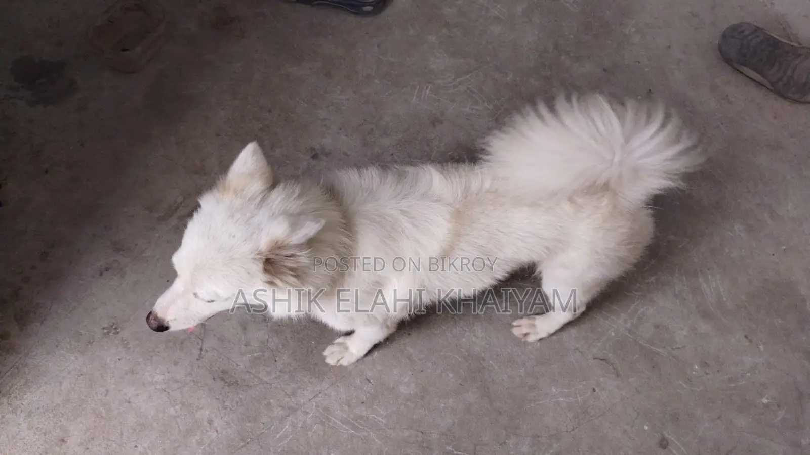 1+ year Male Purebred Japanese Spitz