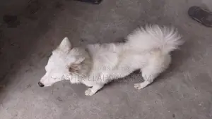 1+ year Male Purebred Japanese Spitz