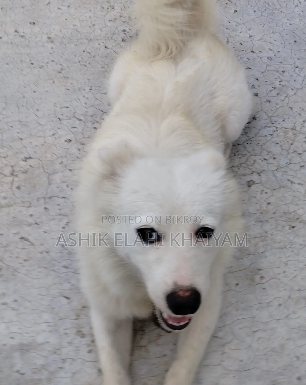 1+ year Male Purebred Japanese Spitz