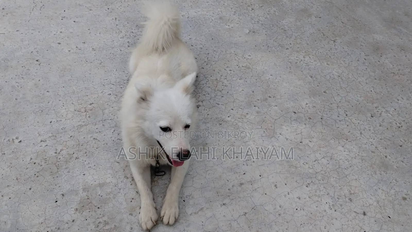 1+ year Male Purebred Japanese Spitz