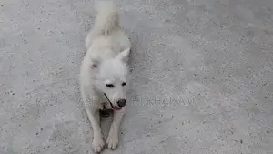 1+ year Male Purebred Japanese Spitz