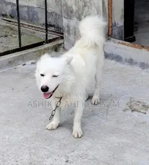 1+ year Male Purebred Japanese Spitz