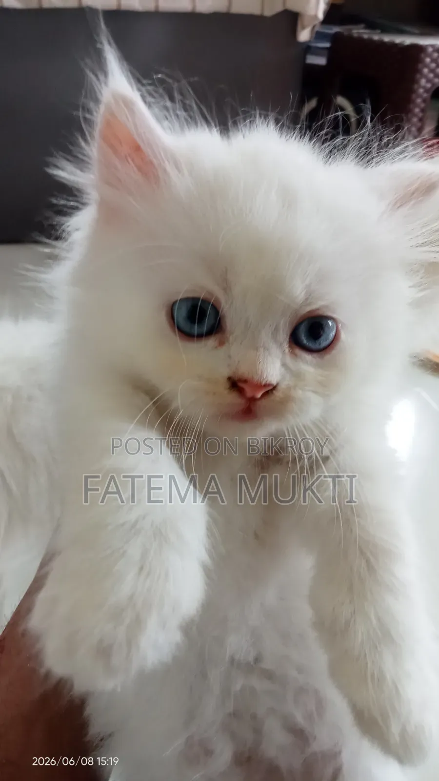 1-3 Months Female Purebred Persian