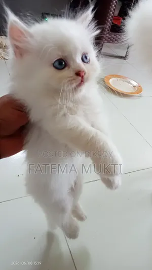 1-3 Months Female Purebred Persian