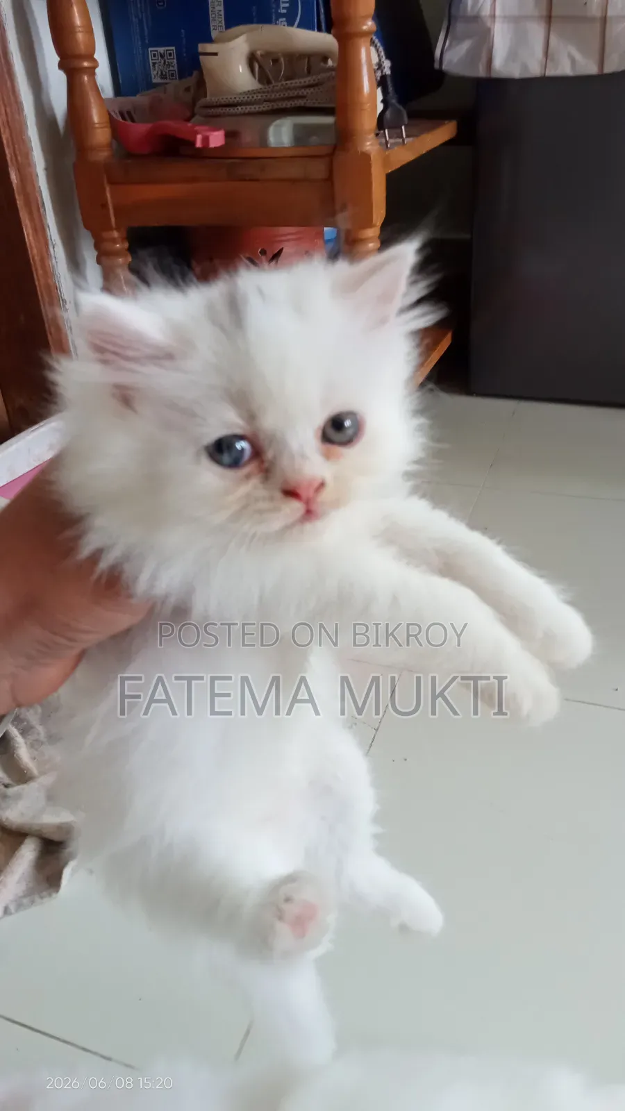 1-3 Months Female Purebred Persian