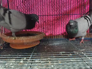 Racer Pigeon