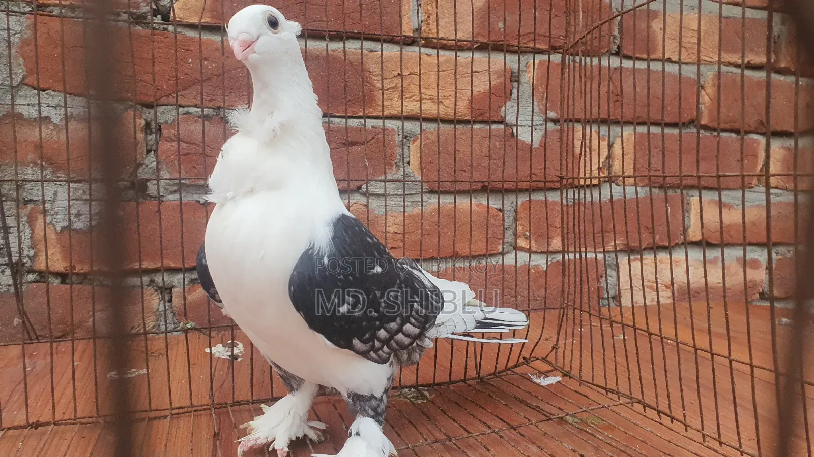 Pigeon Female