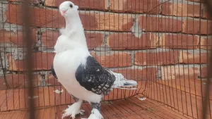 Pigeon Female