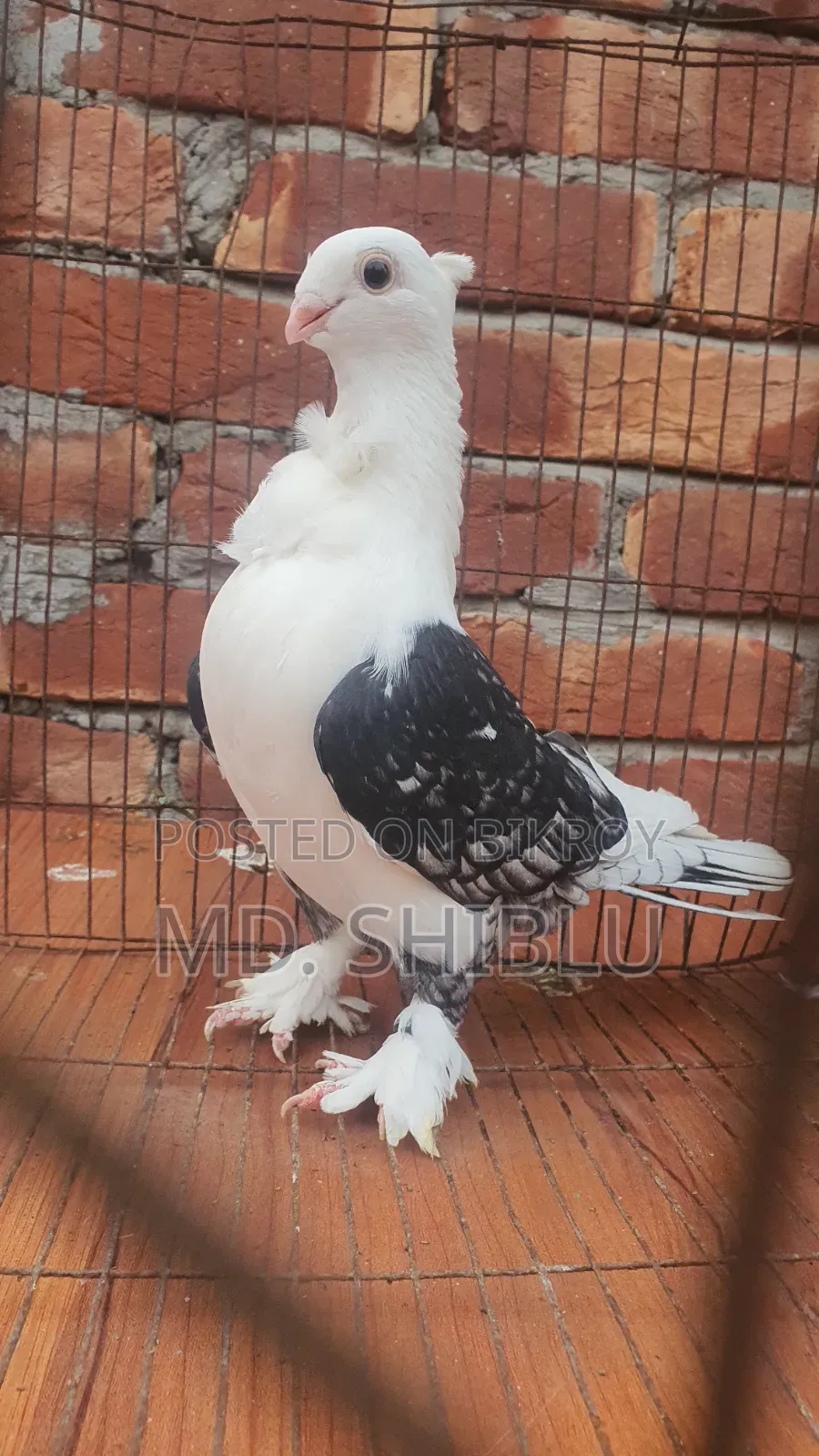 Pigeon Female