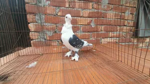 Pigeon Female