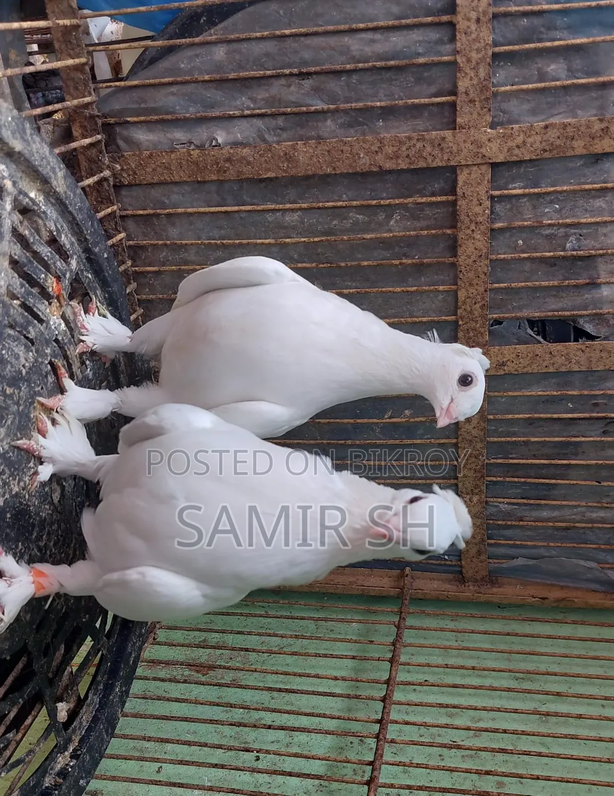 Royal Tumbler Fancy Pigeon