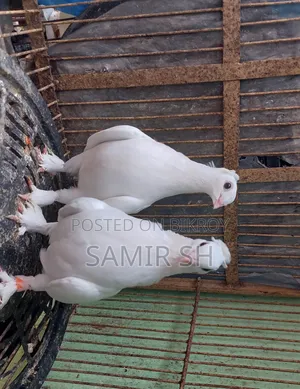 Royal Tumbler Fancy Pigeon
