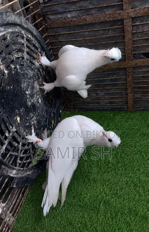 Royal Tumbler Fancy Pigeon