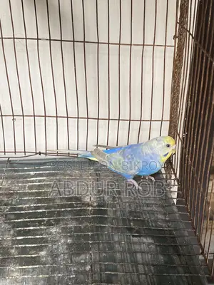 Bird Salepost