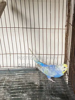 Bird Salepost