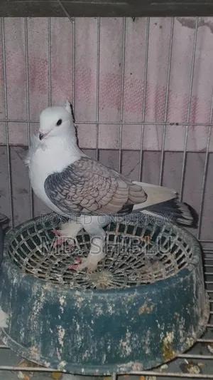 Cutting Pigeon