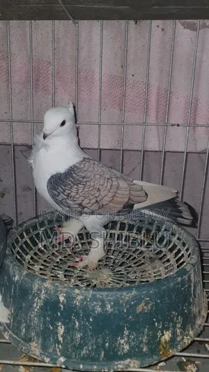 Cutting Pigeon