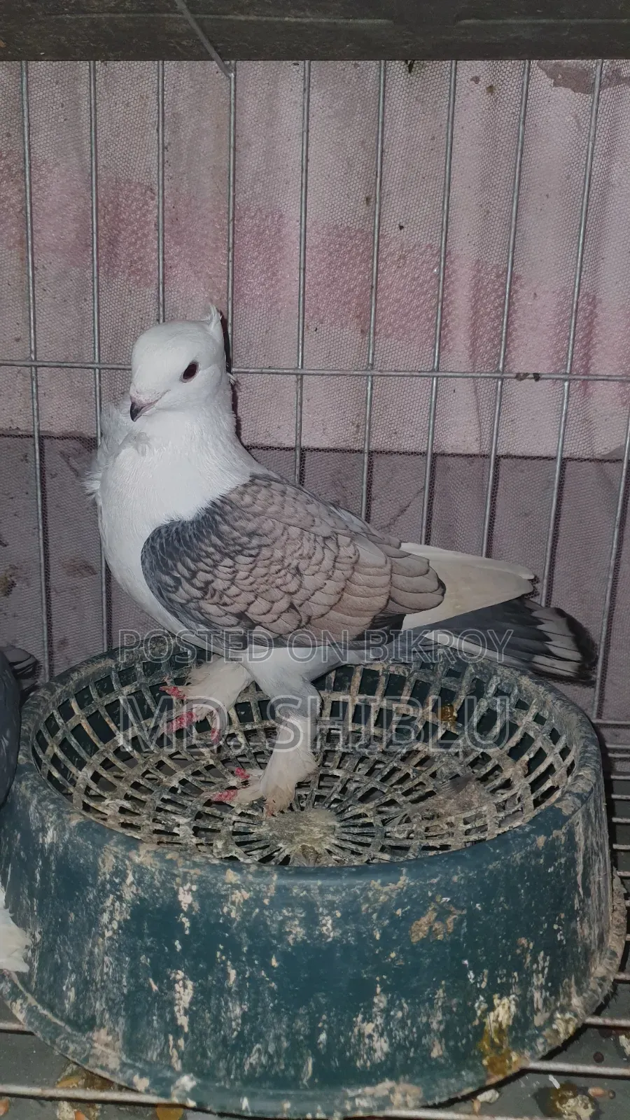 Cutting Pigeon