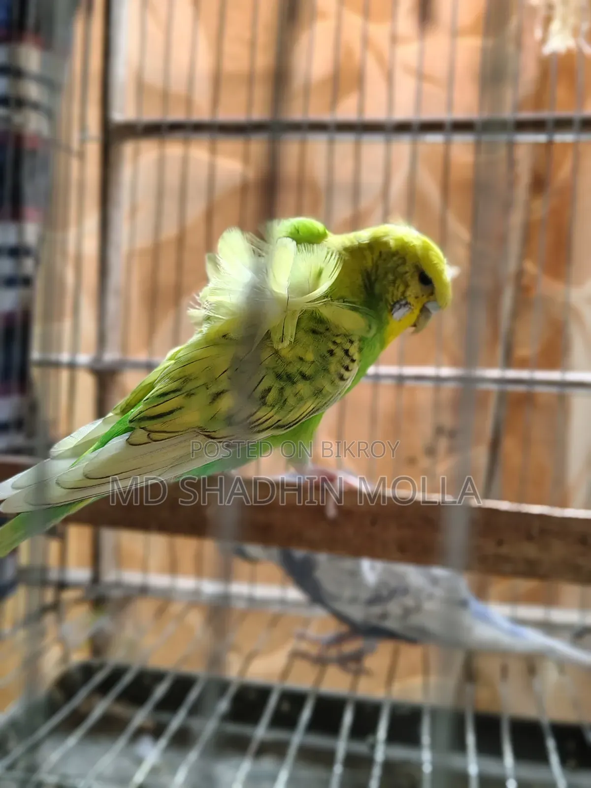 Jp Adult Pair