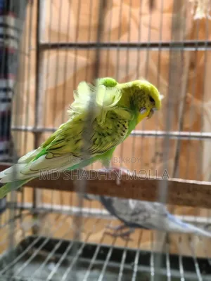 Jp Adult Pair