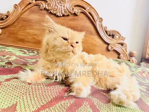 6-12 months Female Purebred Persian