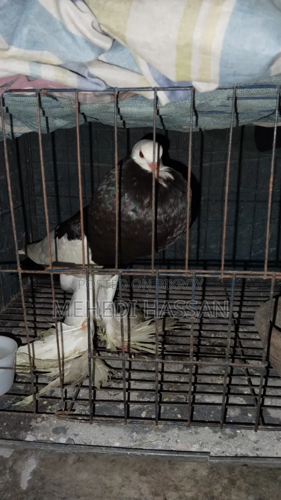 Ballon Pigeon