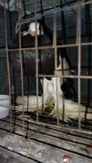 Ballon Pigeon