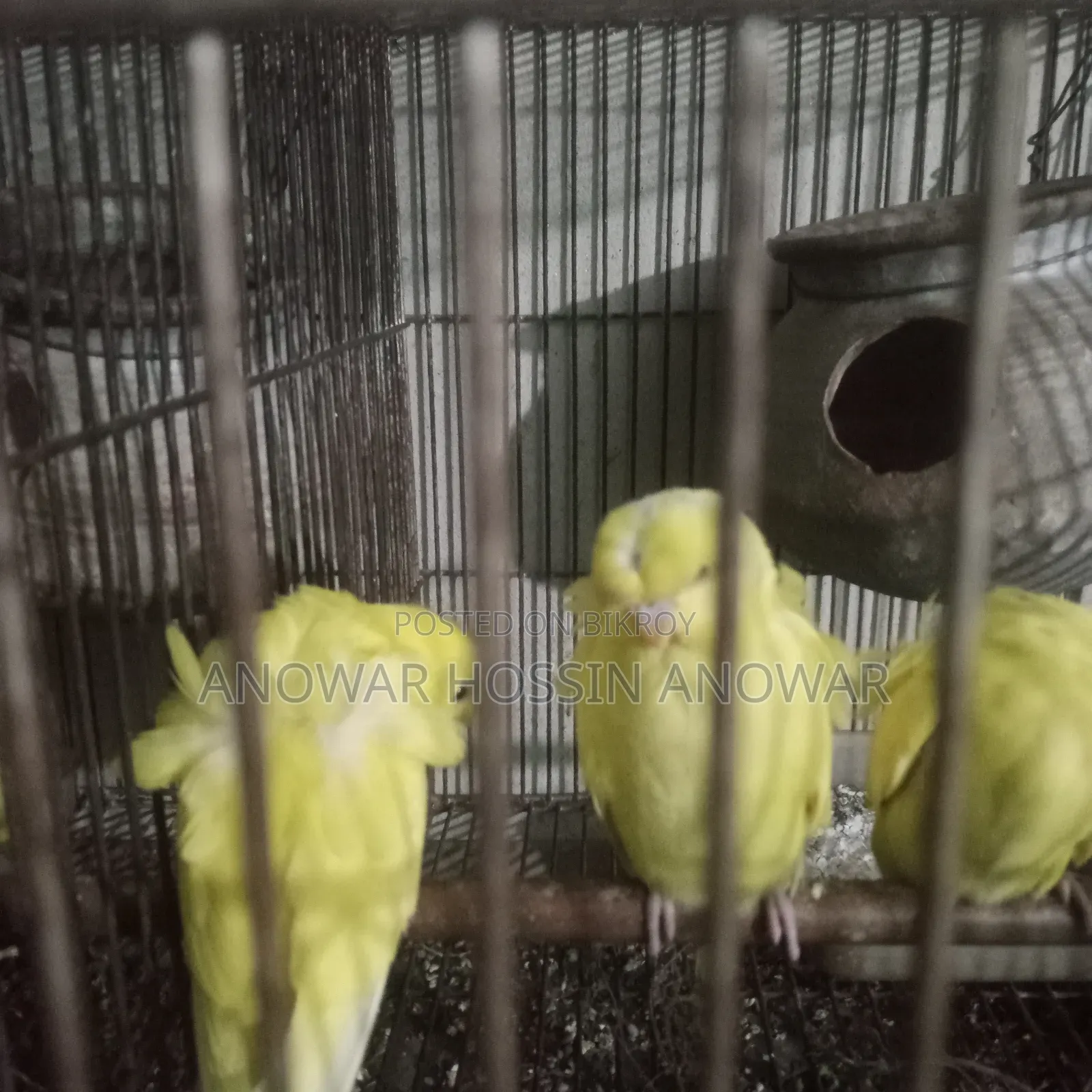 Df Yellow Budgie