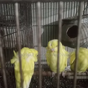 Df Yellow Budgie