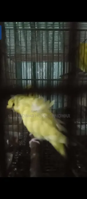 Df Yellow Budgie