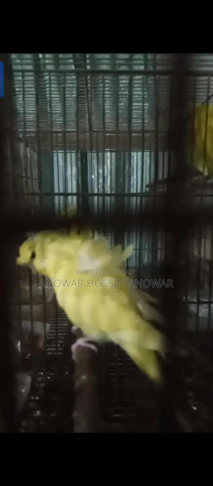 Df Yellow Budgie
