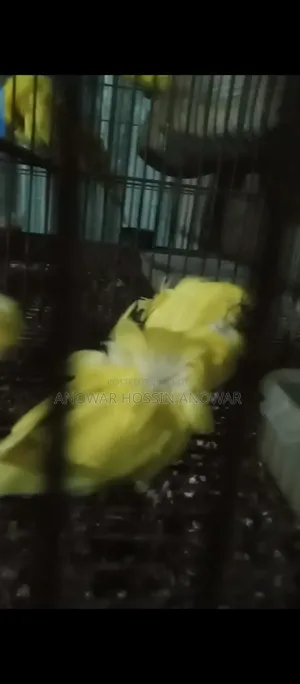 Df Yellow Budgie