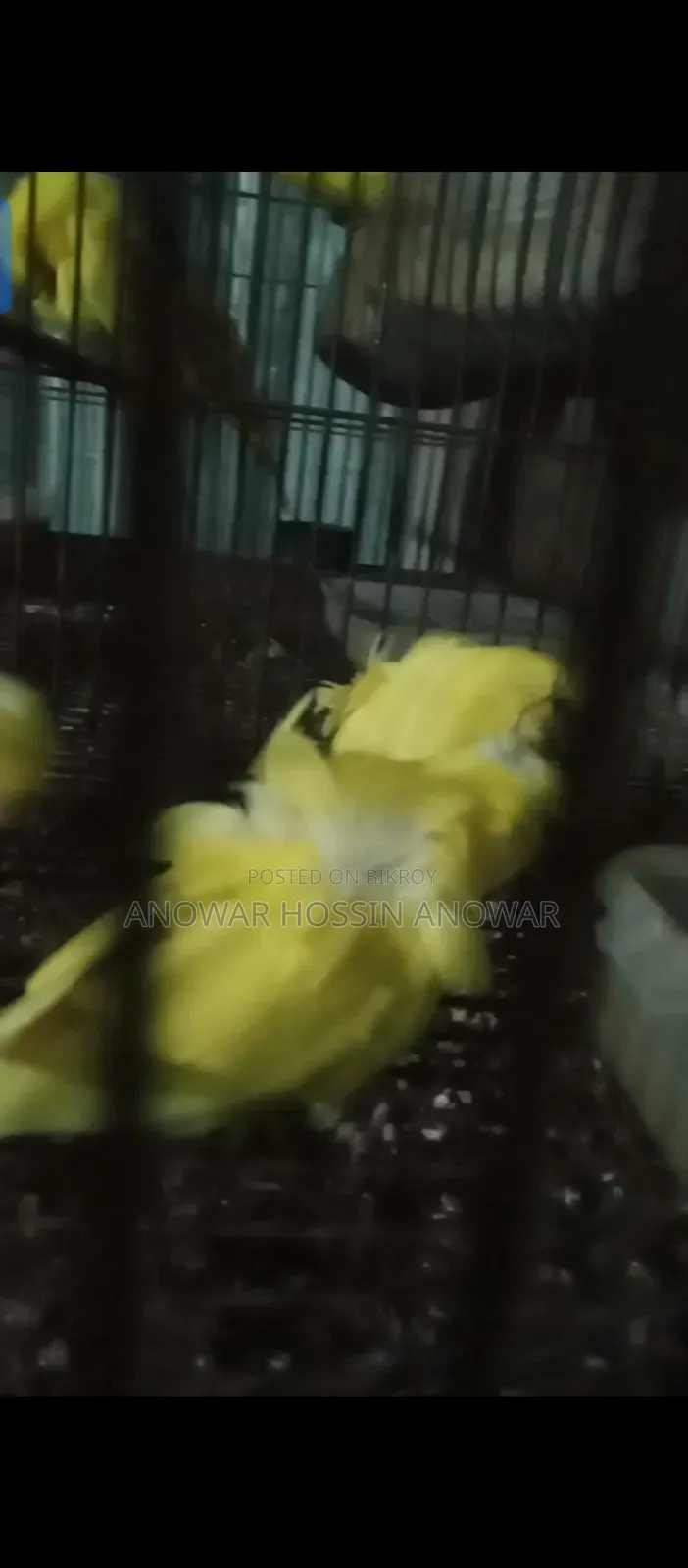 Df Yellow Budgie