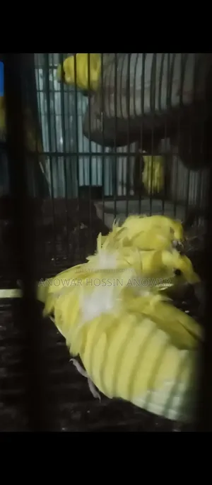 Df Yellow Budgie