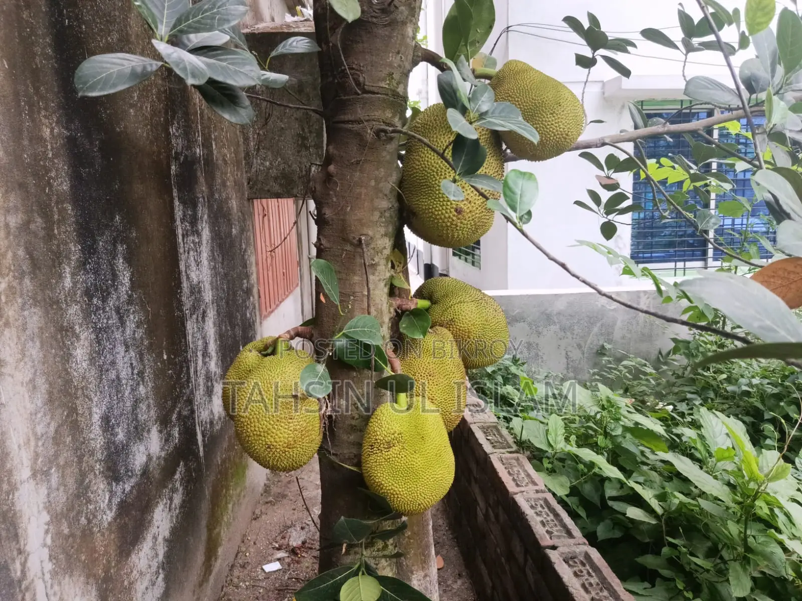 Raw Jackfruit from the tree